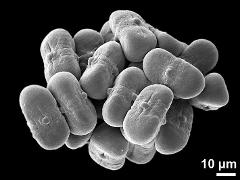 hydrated pollen grains