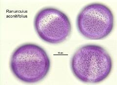 hydrated Pollen