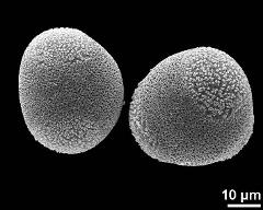 hydrated pollen grains