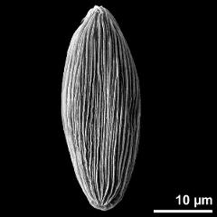 dry pollen grain in equatorial view