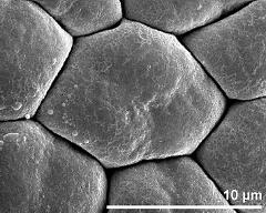 tetrad (in pollinium)