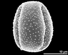 dry pollen grain in equatorial view