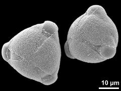 hydrated pollen grains