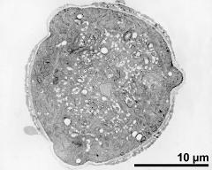 pollen grain in cross section