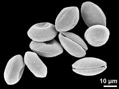 dry pollen grains