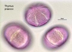 hydrated pollen