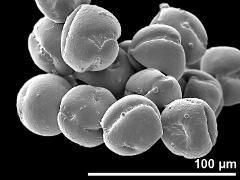 dry pollen grains