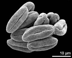 dry pollen grains