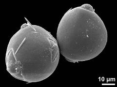 hydrated pollen