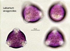 hydrated pollen