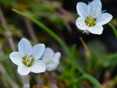 flower(s)