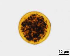 detection of starch