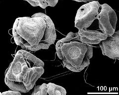 dry tetrads