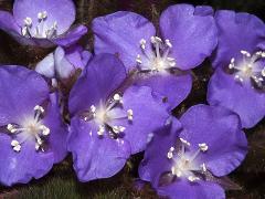 flowers of Siderasis fuscata