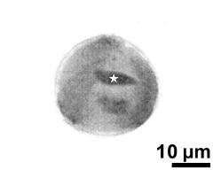 pollen grain with generative cell (asterisk) and vegetative nucleus