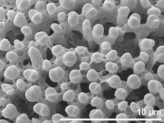 exine surface