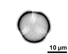 optical section