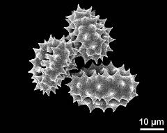 dry pollen grains