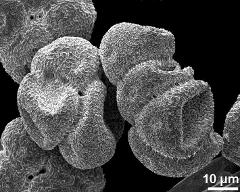 dry tetrads