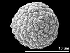 hydrated pollen grain