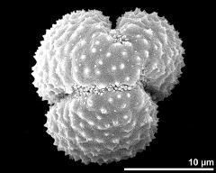 polar view (dry pollen grain)