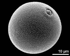 hydrated pollen grain