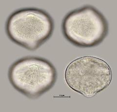 hydrated pollen