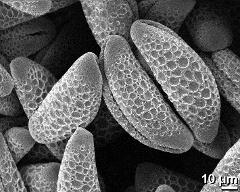 dry pollen grains