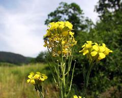 flower(s)
