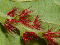 female flowers