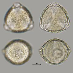 hydrated pollen