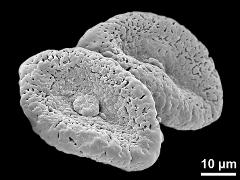 dry pollen grains