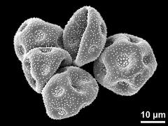 dry pollen grains