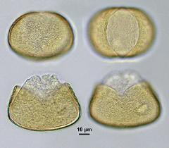 hydrated pollen