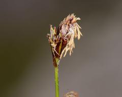 inflorescence(s)