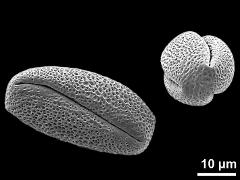 dry pollen grains