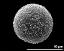 hydrated pollen grain