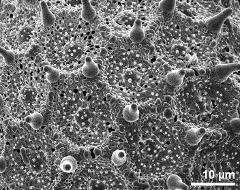 exine surface