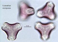 hydrated Pollen
