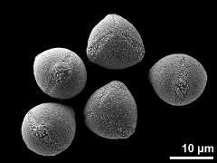 hydrated pollen grains