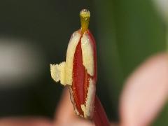anthers of Hedychium coccineum