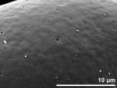 exine surface