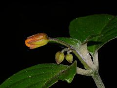 flower buds