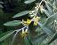 flowers of Elaeagnus angustifolia