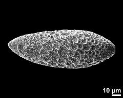 dry pollen grain in polar view (proximal)