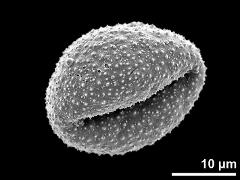 dry pollen grain