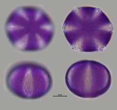 hydrated pollen