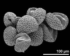 dry pollen grains