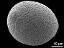 hydrated pollen