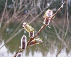 male flowers